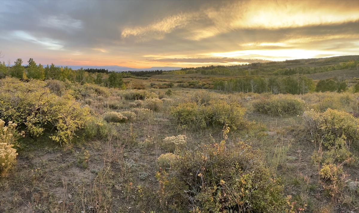Native plant detail in a dryland landscape