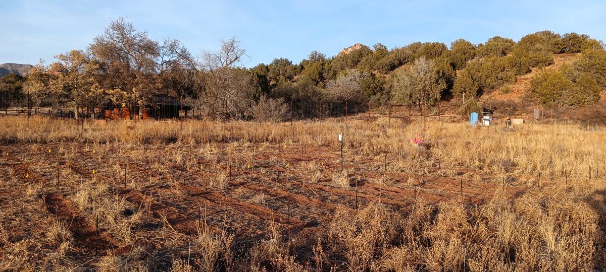 Plant seedlings under controlled growing conditions