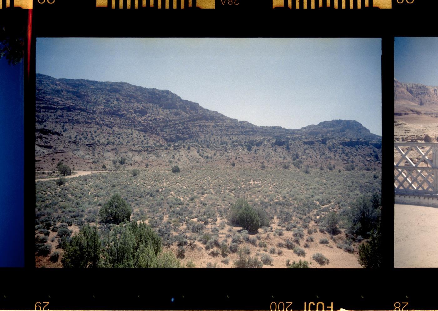 Native plants in a western landscape