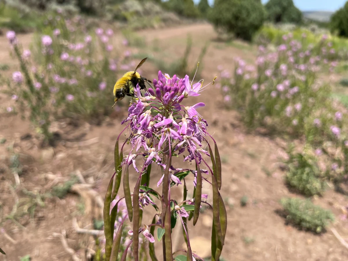 A bee visiting pink Cleome flowers