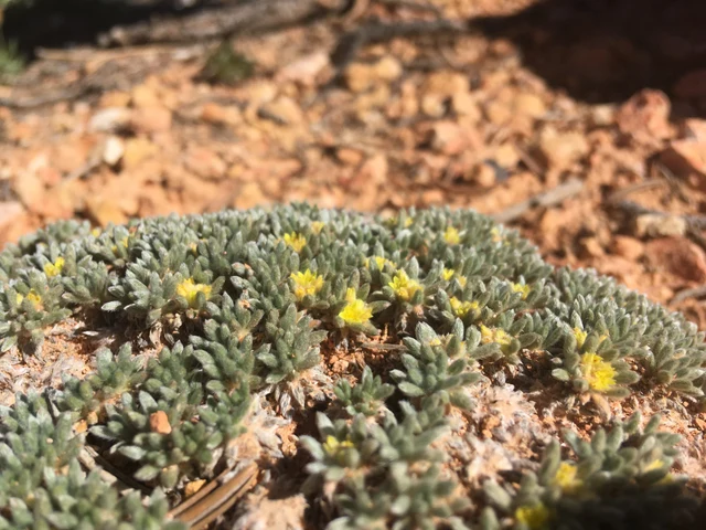 A cushion plant with yellow flowers growing on rocky soil