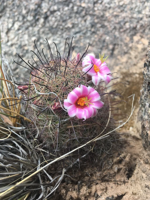 A small cactus with pink flowers