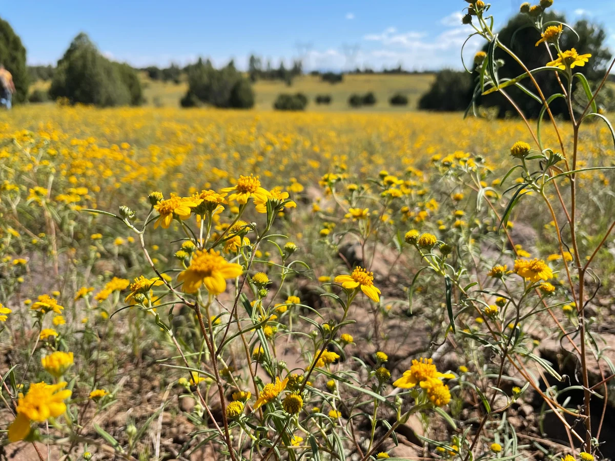 A native plant community with yellow wildflowers, grasses, and scattered trees