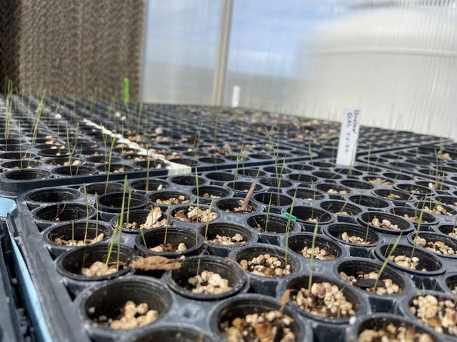 Young plants growing in nursery pots
