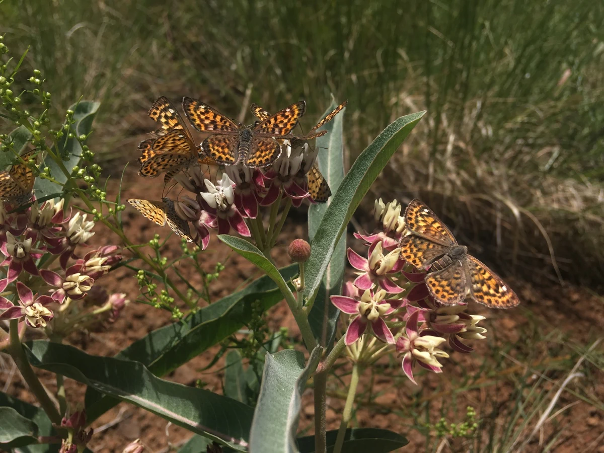 Butterflies feeding on pink flowers