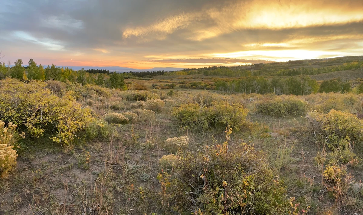 A shrubland landscape under a changing evening sky
