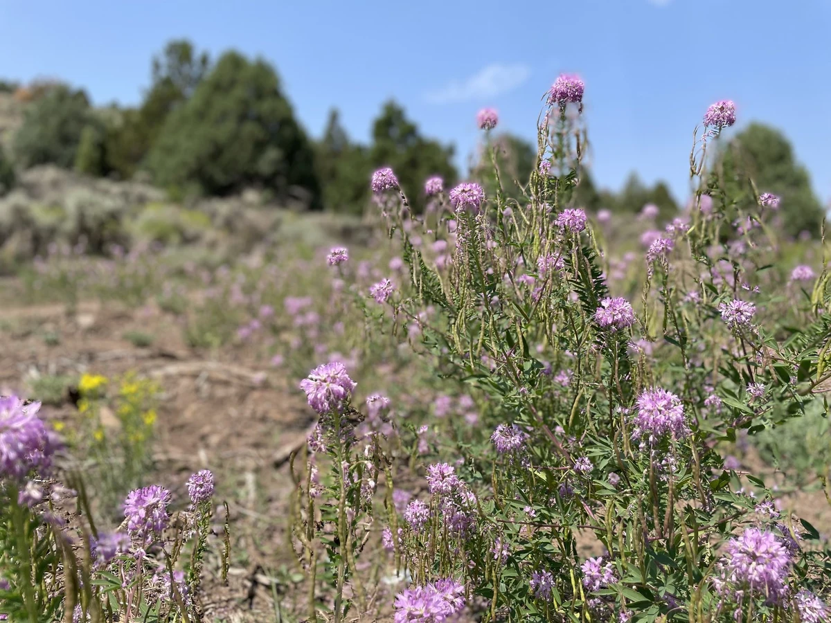 Pink wildflowers growing among shrubs and grasses