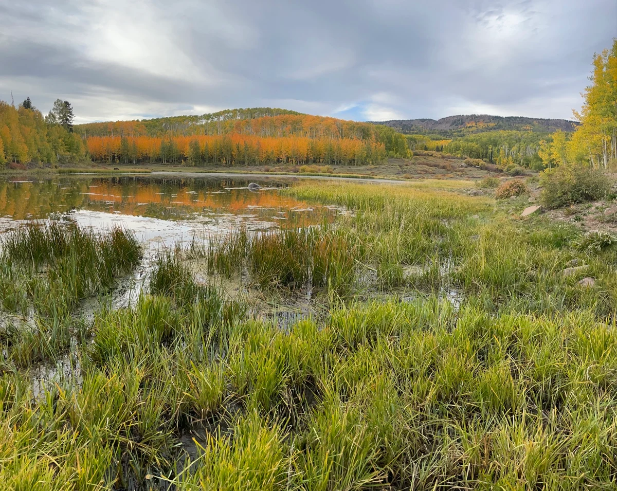 Wetland vegetation beside a pond and low hills