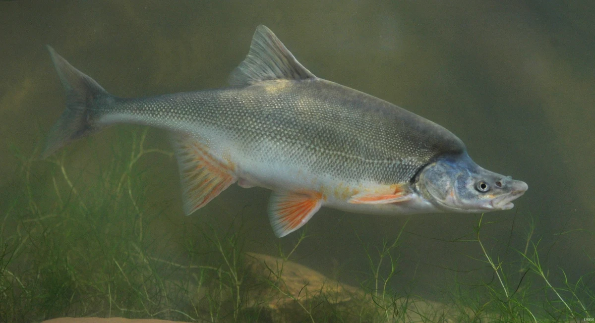 Humpback Chub swimming underwater