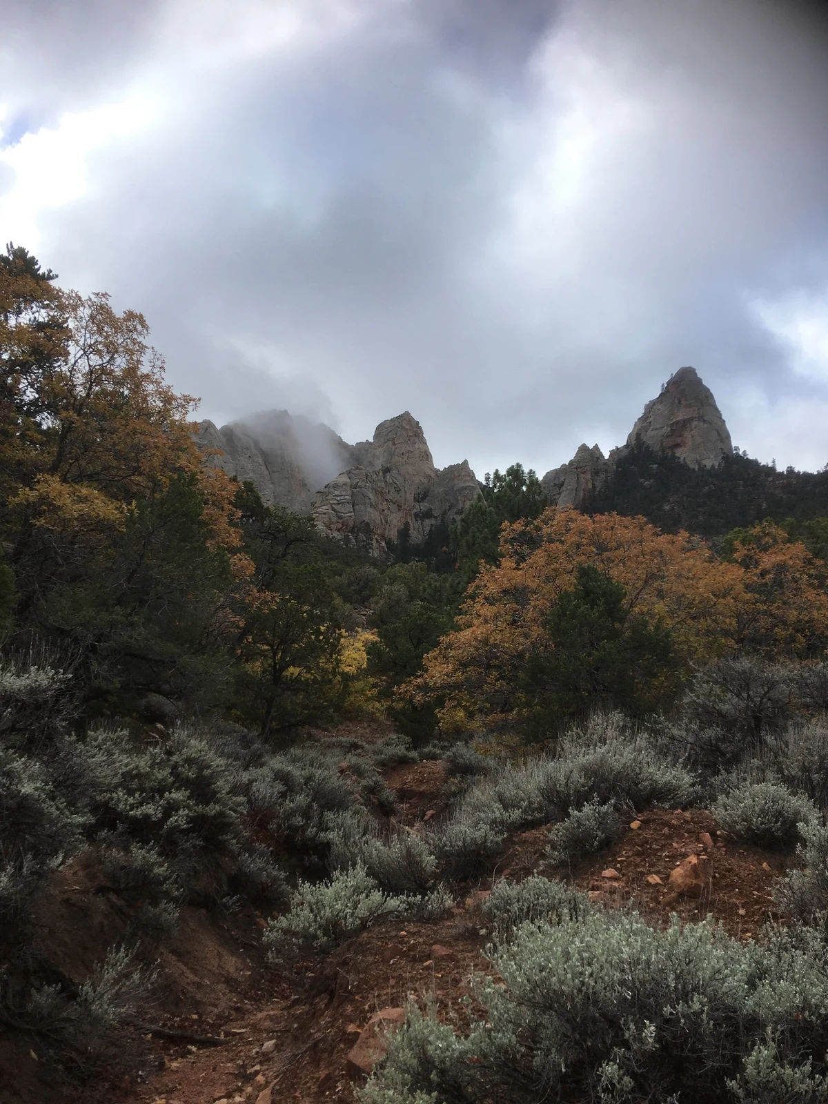 Shrubs and trees among rocky canyon slopes
