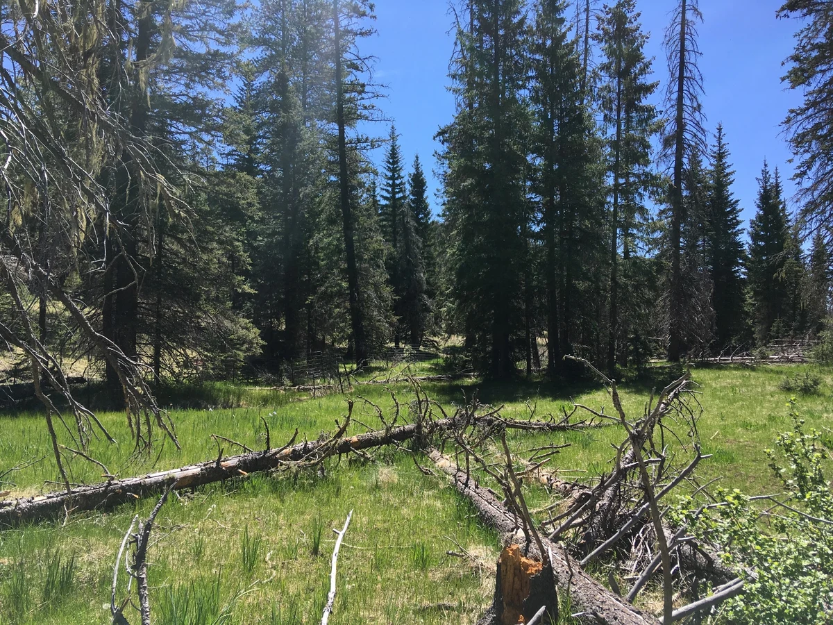 Grasses and fallen wood in an open conifer forest