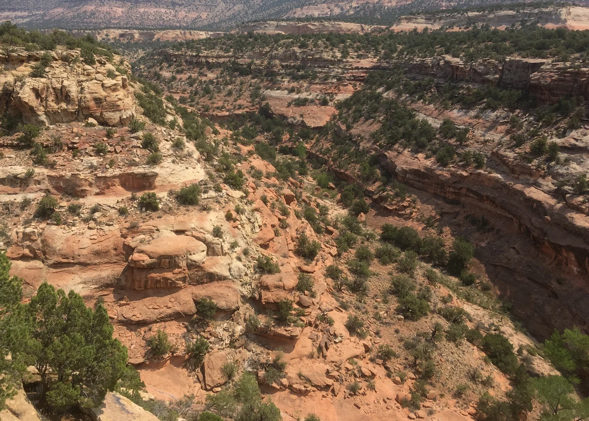 A broad canyon landscape with scattered trees and shrubs