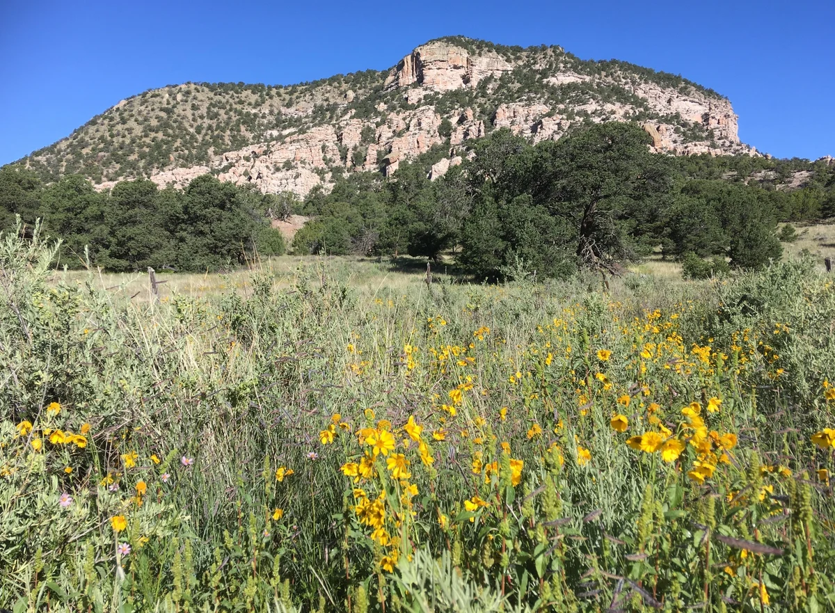 Yellow wildflowers and grasses below a rocky ridge