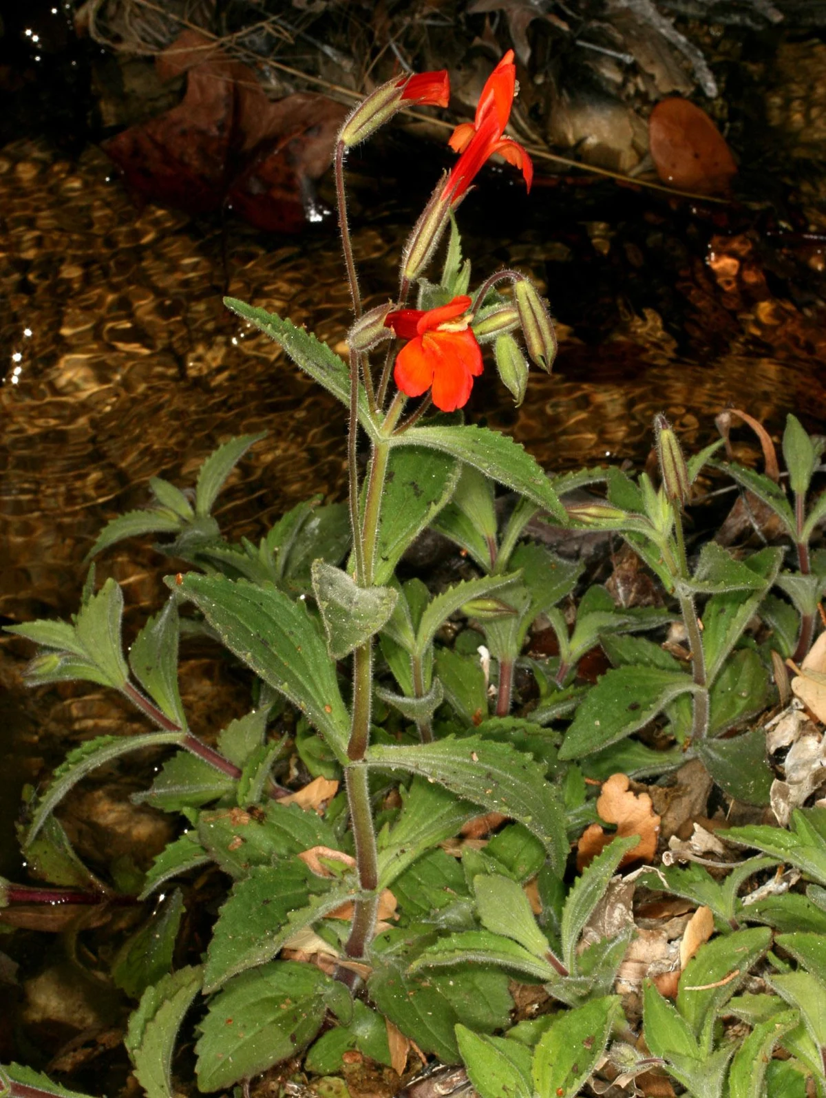 Red flowers and green leaves of crimson monkeyflower beside flowing water