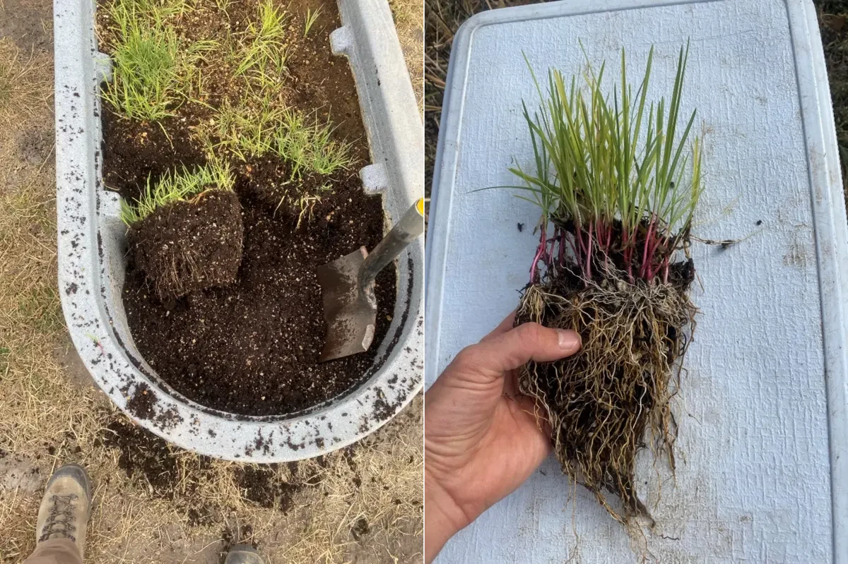 Oregon semaphore grass growing in a raised container and a lifted clump showing its roots