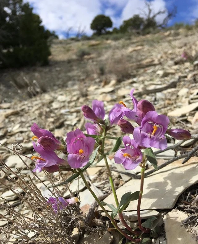 Pink Penstemon flowers growing in rocky soil