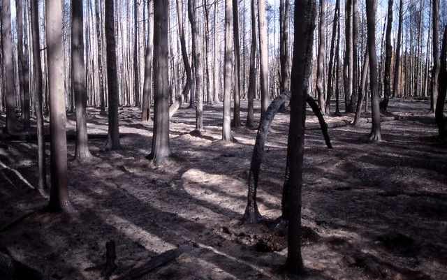 Charred trees in a forest after wildfire