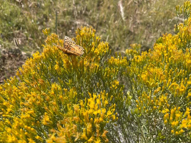 Yellow rabbitbrush flowers with a butterfly