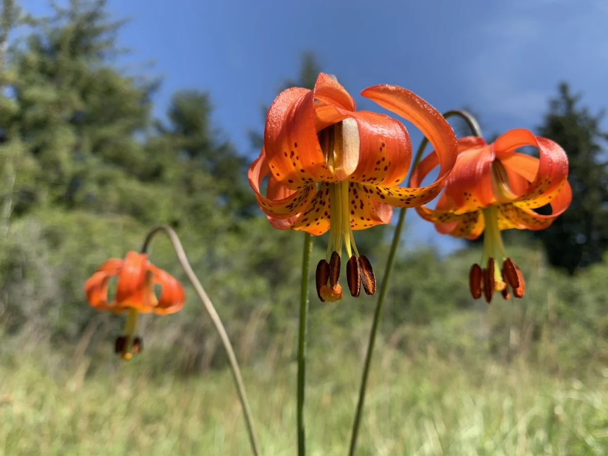 Orange-red western lily flowers in a coastal meadow