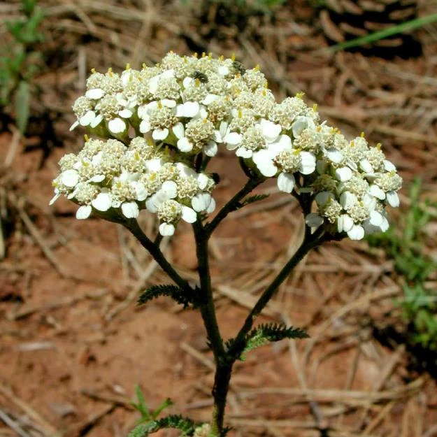 White flower clusters of common yarrow
